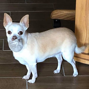 Meet your Posher, Roberta